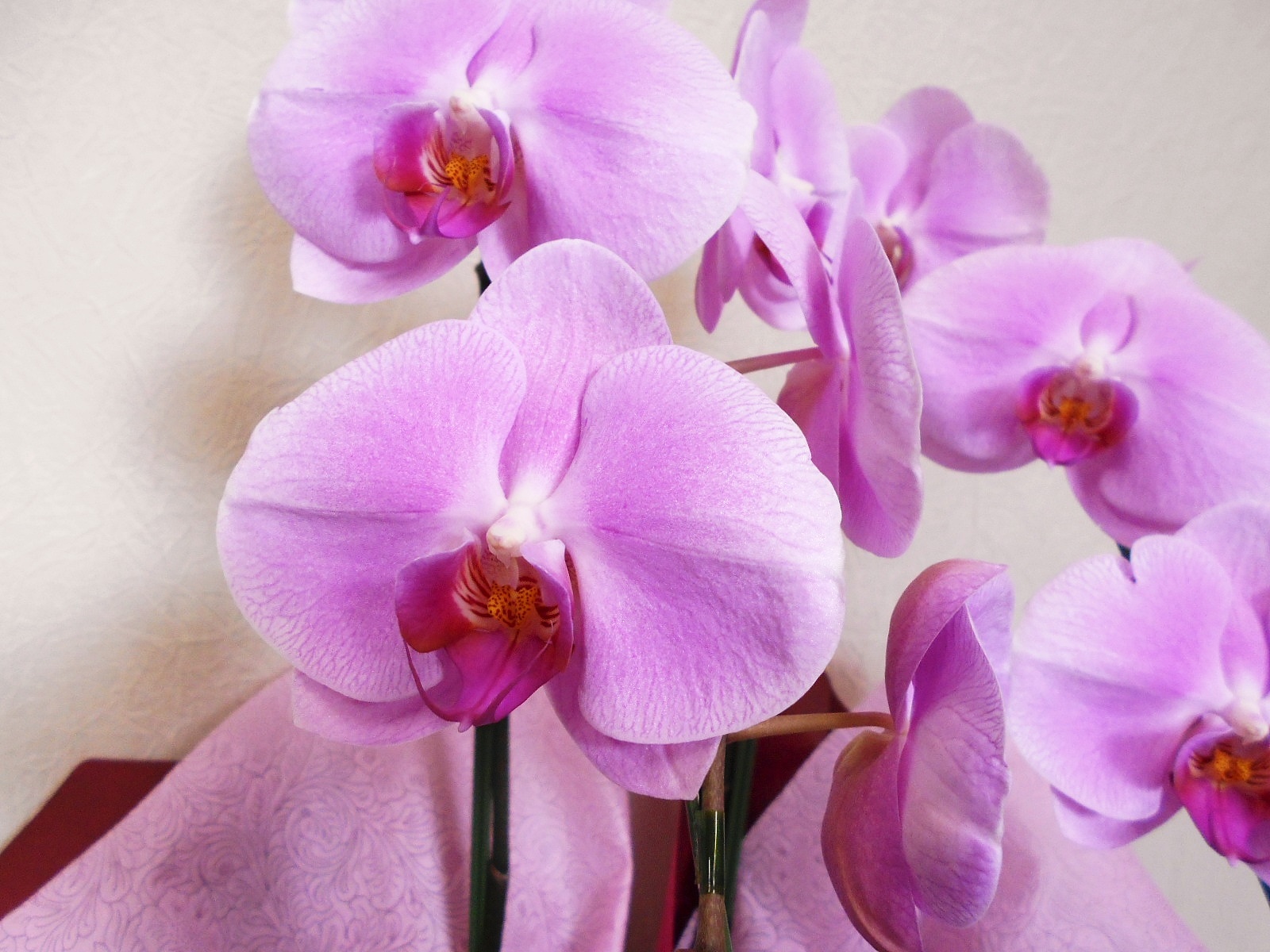 花空間 彩華 胡蝶蘭 ピンク 2本立ち